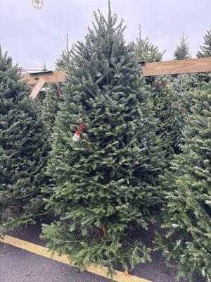 Christmas trees on the lot.