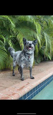 Ellie at the pool. We had such a great experience at Loyal Family Vet hospital.