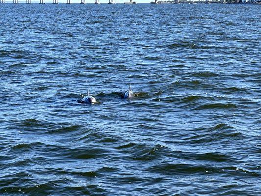 A pod of dolphins