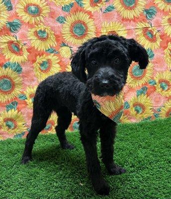 Summer cut - Schnoodle puppy