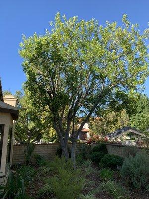 Another happy customer with trees trimmed