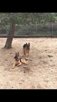 Dog park fun!