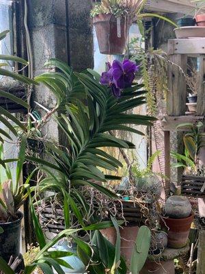 Mutschler’s Florists & Rare Plants