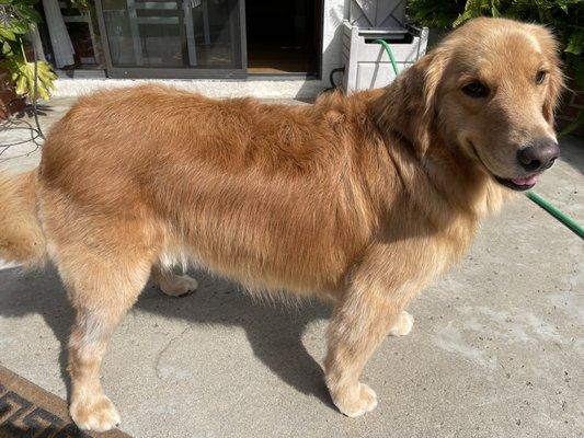 Our golden after her grooming.