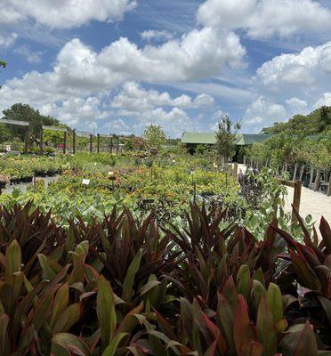 Golden Gate Nursery & Sod