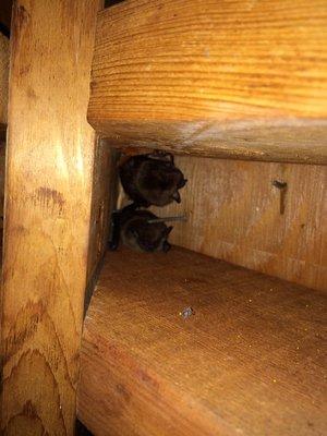 Bats in Attic