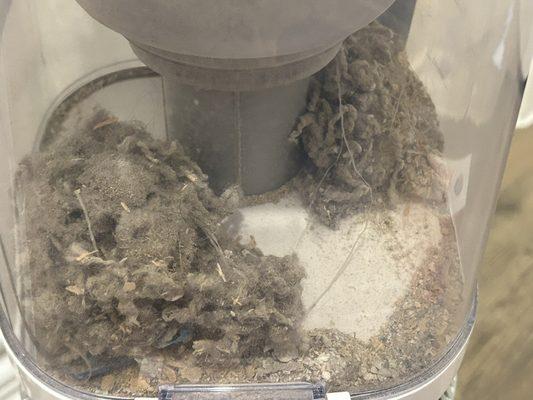 Vacuum canister after cleaning ONE (master BR); the carpet has been damp for 8 months; highly contaminated and causing disease