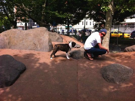 Great landscaping for dogs to run