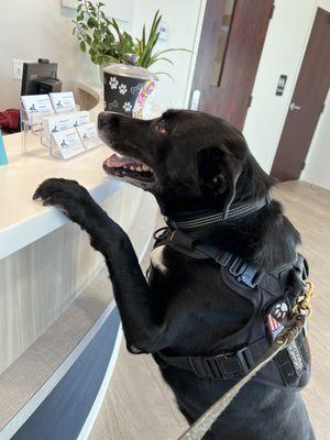 Payton is saying Hi to the front desk staff (AKA I know you have treats up here) at Elmwood Gove Animal Hospital!