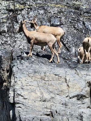 Beamrs Hells Canyon Tours