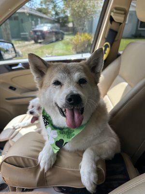 Happy shiba with a blow out!