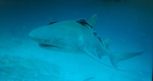 Lemons, Hammerheads, Nurse, Bulls and a Tiger Shark... All on one dive!  Thank you Salty Divers of Jupiter Florida.