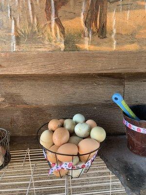 Farm fresh eggs from our happy girls to you $5 a dozen