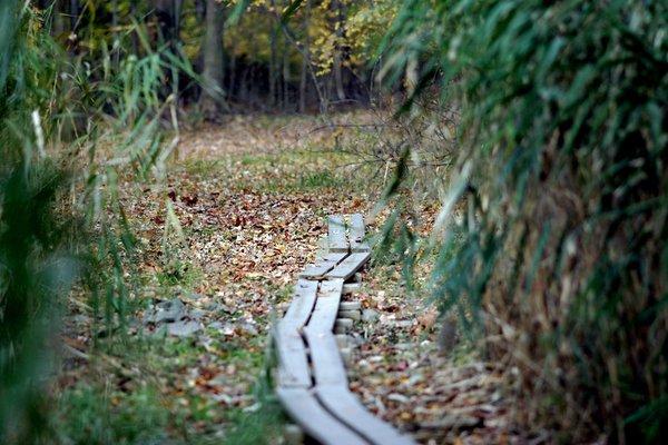 Planked and marked trails.