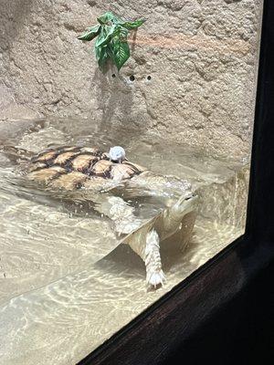 Mouse riding on Snapping turtle