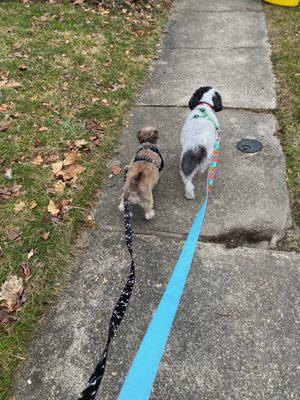 Walking with his new sister