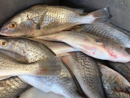 Wild caught Croakers