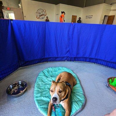 Willow practicing her place cue during the Reactive to Proactive Behavior Modification class.