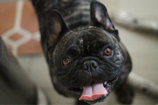 My sweet Frenchie baby