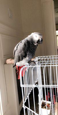 Got our African grey Smokey!!