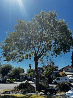 Tree prunning