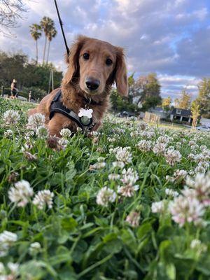 Dog and park