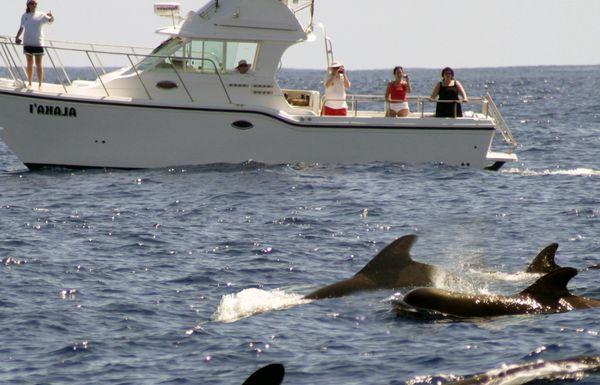 Pilot whales! Year round whale watching on Oahu