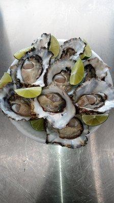 Fresh Oysters