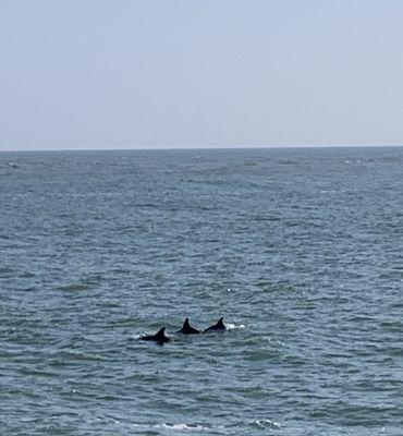 Pod of Bottlenose Dolphins