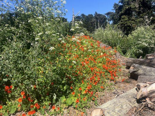 Nasturtium and Hemlock