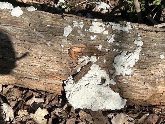 Lumps of cement left on the property.