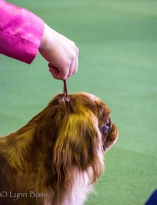 Ruby English Toy Spaniel