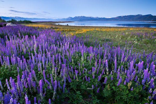 Lake Tahoe Lupines