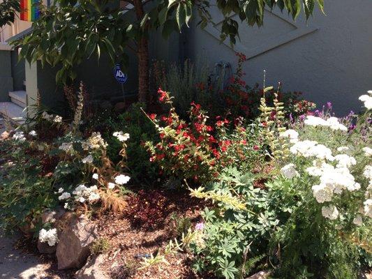 Installation of mainly California native plants on 41st Street, Oakland (Spring 2015)