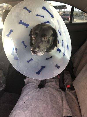 Max after surgery.