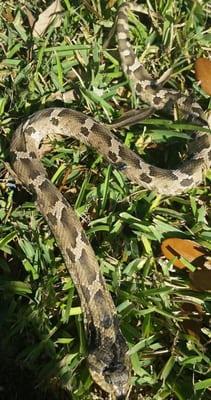 Rat snake captured in a residential area.