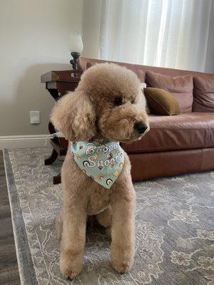 Moose after his groom.