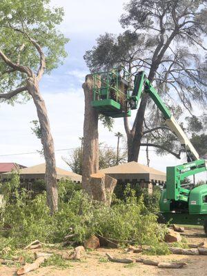 Large Tree Trimming