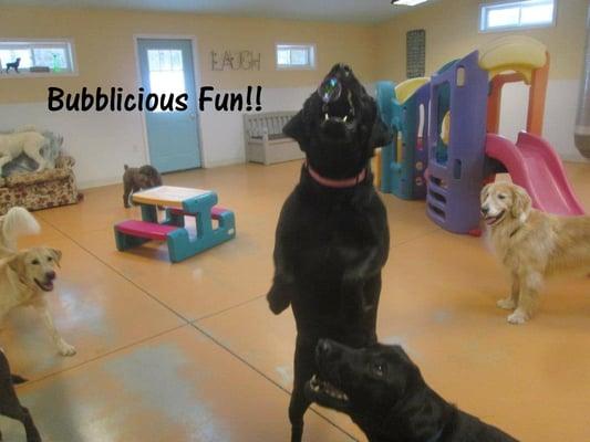 Doggie Daycare!  Two locations to serve you.  Holland South on 64th St and Holland North on Riley and 132nd Ave.!