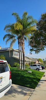 Overgrown palm trees that are needed cleanup