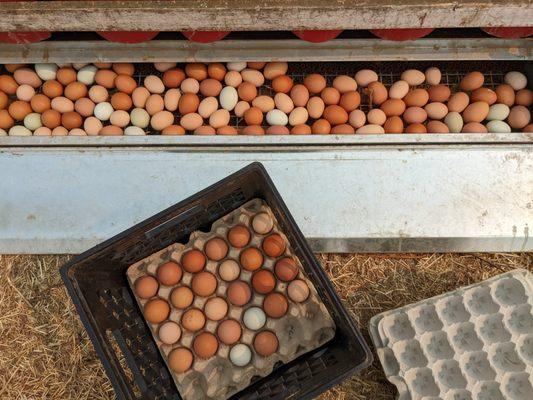 Pasture raised eggs from Horai Farm are for sale by the dozen