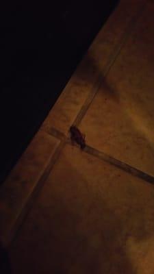 Dead cockroach in the bathroom... apparently there was a live one crawling about in a stall, too.