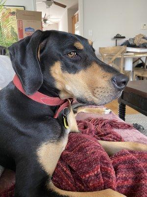 Red leather collar