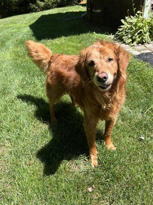 Lara after her beautiful bath! she turned 11 that day!