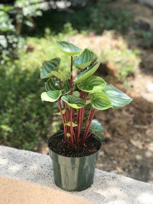 Watermelon peperomia