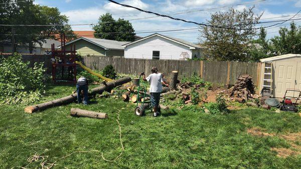 Miller Tree Service cleanup after cutting down two large pines.