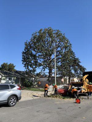 JLG Tree Service