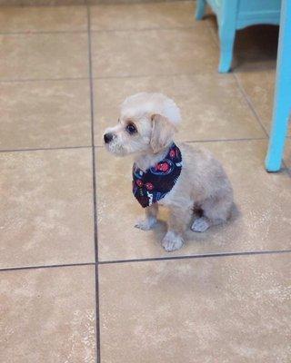 Puppy's first groom