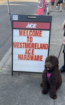 Quiggly's 1st visit to our neighborhood hardware store.