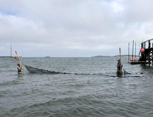 Seine net fishing for Fins Whiskers and Claws class